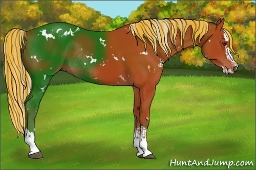 Horse Color:Painted White Spotted Silver Brown Splash Rabicano 