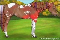 Horse Color:Painted White Spotted Chestnut Tobiano Rabicano 