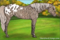 Horse Color:White Spotted Silver Bay Ice Dun Appaloosa 