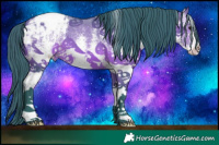 Horse Color:Watercolor White Spotted Bay Appaloosa 