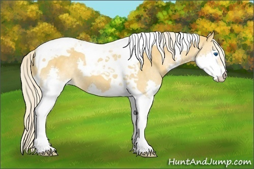 Horse Color:Palomino Splash Tobiano 