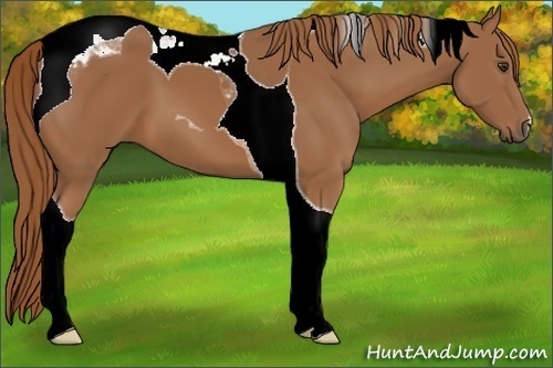 Horse Color:Chestnut Tobiano