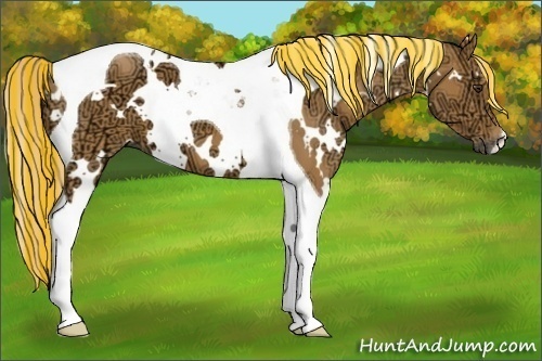 Horse Color:Painted White Spotted Palomino Ice Tobiano
