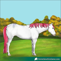 Horse Color:Painted Watercolor White Spotted Silver Bay Rabicano 