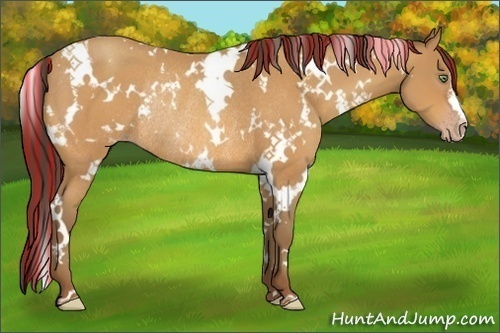 Horse Color:Painted White Spotted Sable Cream Champagne Rabicano