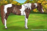 Horse Color:Chestnut Ice Tobiano Rabicano 