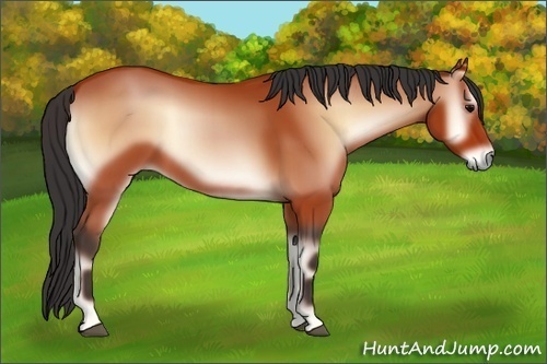 Horse Color:Bay Onyx 