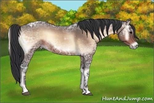 Horse Color:Bay Ice Roan Onyx 