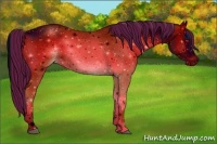 Horse Color:ERROR: UNKNOWN ANOMALY