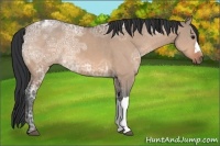 Horse Color:Bay Ice Dun 
