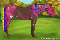 Horse Color:Painted White Spotted Liver Chestnut Rabicano 