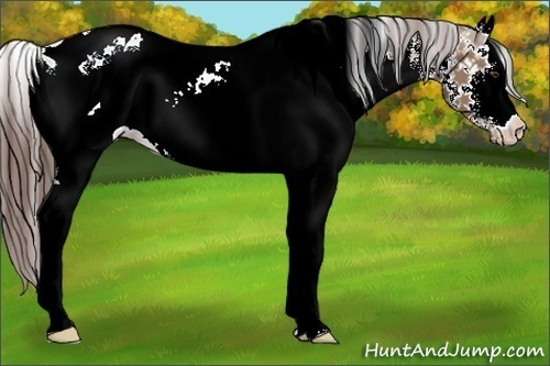 Horse Color:White Spotted Liver Red Dun Appaloosa 