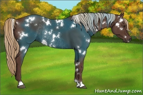 Horse Color:White Spotted Liver Chestnut Rabicano 
