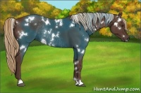 Horse Color:White Spotted Liver Chestnut Rabicano 
