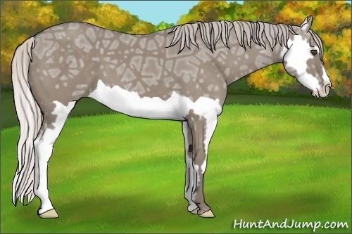 Horse Color:Silver Grullo Ice Splash Frame 