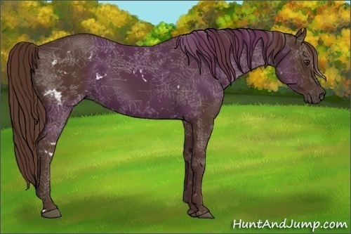 Horse Color:White Spotted Liver Chestnut Sabino Rabicano 