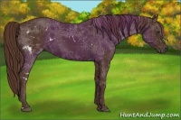 Horse Color:White Spotted Liver Chestnut Sabino Rabicano 