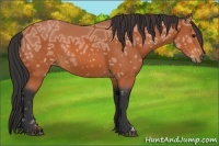 Horse Color:Bay Ice 