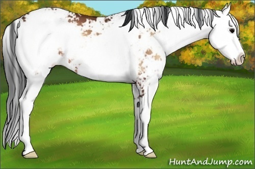 Horse Color:Brown Onyx Sabino 