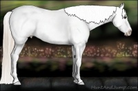 Horse Color:Palomino Ice Appaloosa 