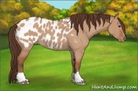 Horse Color:Bay Roan Dun Appaloosa 