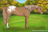 Horse Color:Chestnut Appaloosa 