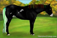 Horse Color:Painted White Spotted Silver Bay Pearl Sabino Appaloosa Rabicano