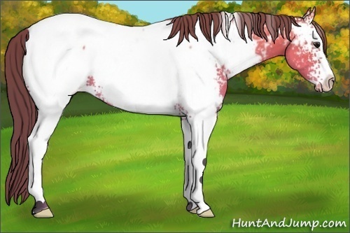 Horse Color:White Spotted Buckskin Near Fewspot Rabicano 