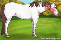 Horse Color:White Spotted Buckskin Near Fewspot Rabicano 