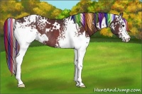 Horse Color:Painted White Spotted Brown Appaloosa Rabicano 