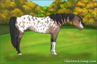 Horse Color:Brown Dun Appaloosa Rabicano 