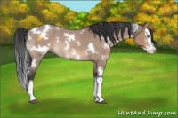Horse Color:White Spotted Brown Roan Dun Splash 