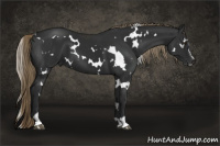 Horse Color:Gray White Spotted Liver Chestnut Mushroom Sabino 