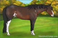 Horse Color:Liver Chestnut Sabino 