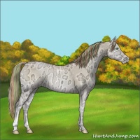 Horse Color:Painted Buckskin Ice Pearl Onyx 