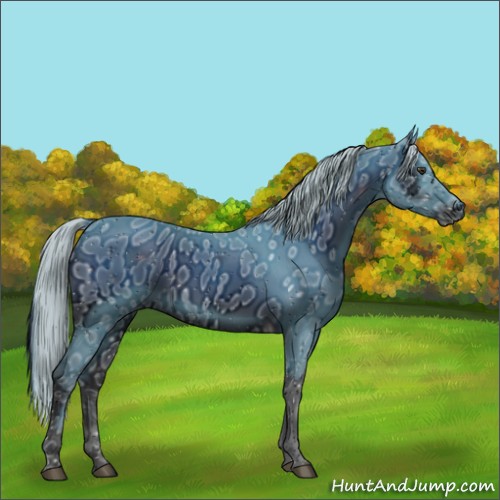 Horse Color:ERROR: UNKNOWN ANOMALY