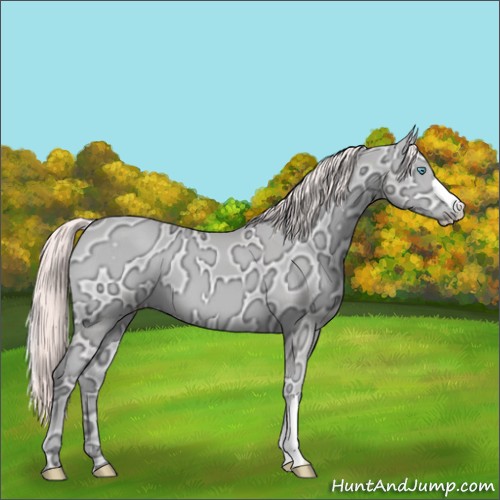 Horse Color:Perlino Ice Onyx