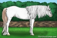 Horse Color:Classic Champagne Appaloosa 