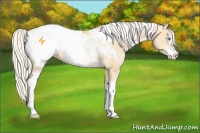 Horse Color:White Spotted Silver Buckskin Pearl Sabino Appaloosa 