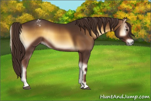 Horse Color:Gray Red Onyx Sabino Varnish Rabicano