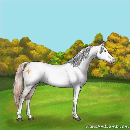 Horse Color:Gray Chestnut Tobiano Rabicano 