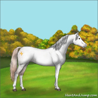 Horse Color:Gray Chestnut Tobiano Rabicano 