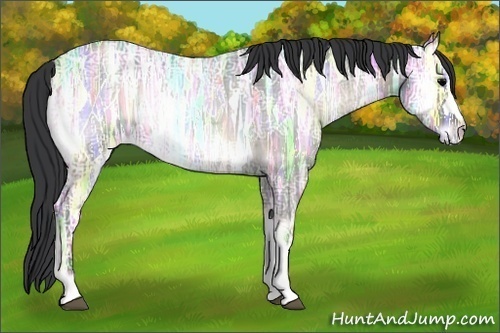 Horse Color:Blue Onyx Ice Roan Rabicano