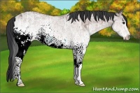 Horse Color:White Spotted Bay Ice