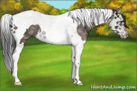 Horse Color:Brown Ice Dun Splash Tobiano 