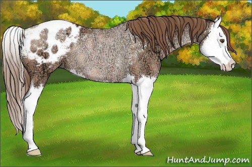 Horse Color:Brown Ice Pearl Splash Blanket Rabicano