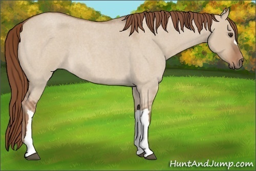 Horse Color:Red Dun Roan