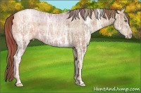 Horse Color:Plaid  Liver Chestnut Ice Pearl 