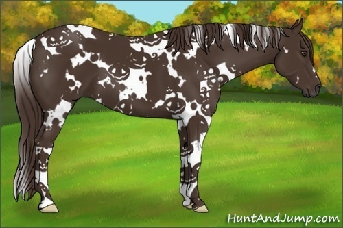 Horse Color:White Spotted Liver Chestnut 