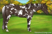 Horse Color:White Spotted Liver Chestnut 